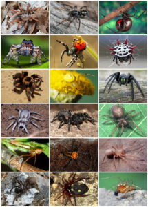 Çeşitli örümcekler